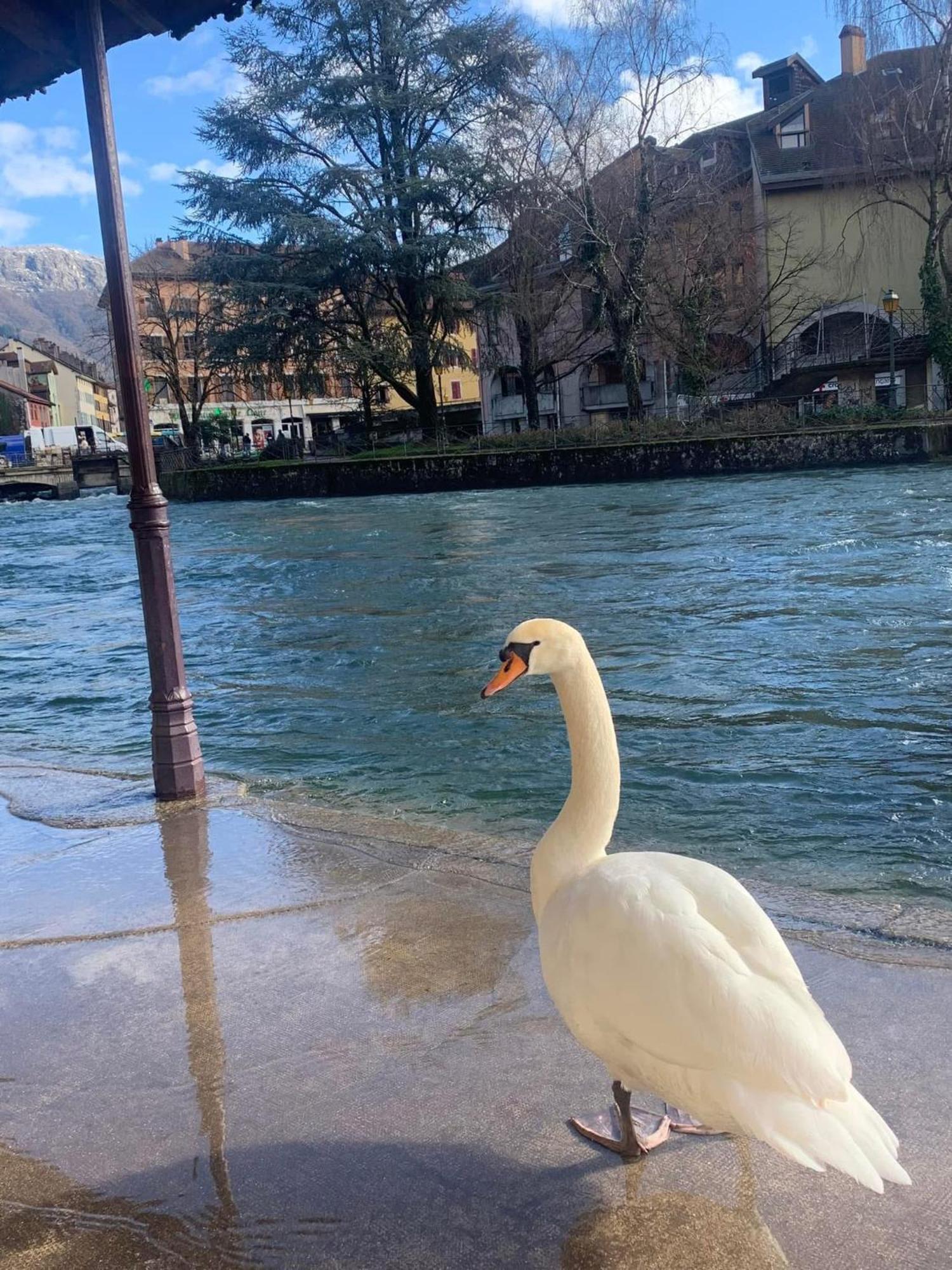 La Petite Venise Des Alpes, Ultra Centre 1 A 5 Pers Apartamento Annecy Exterior foto